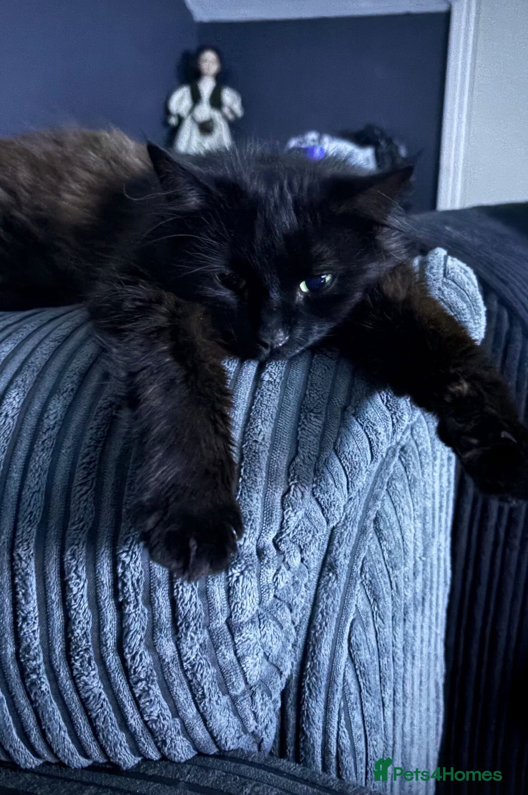 Siberian cats for sale: Black fluffy Siberian mix - Image 8