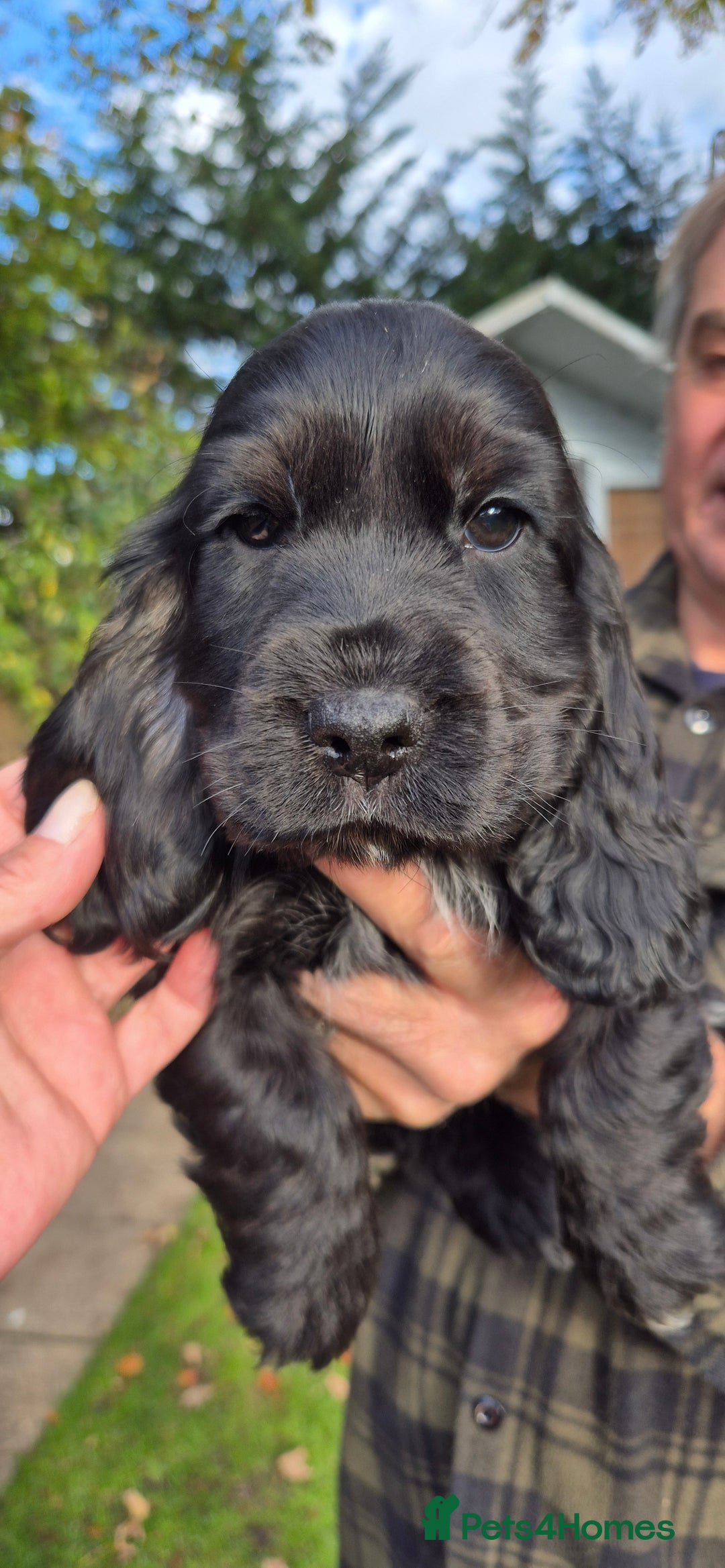 Cocker Spaniel dogs for sale: READY NOW A stunning litter of spaniels  - Advert 25