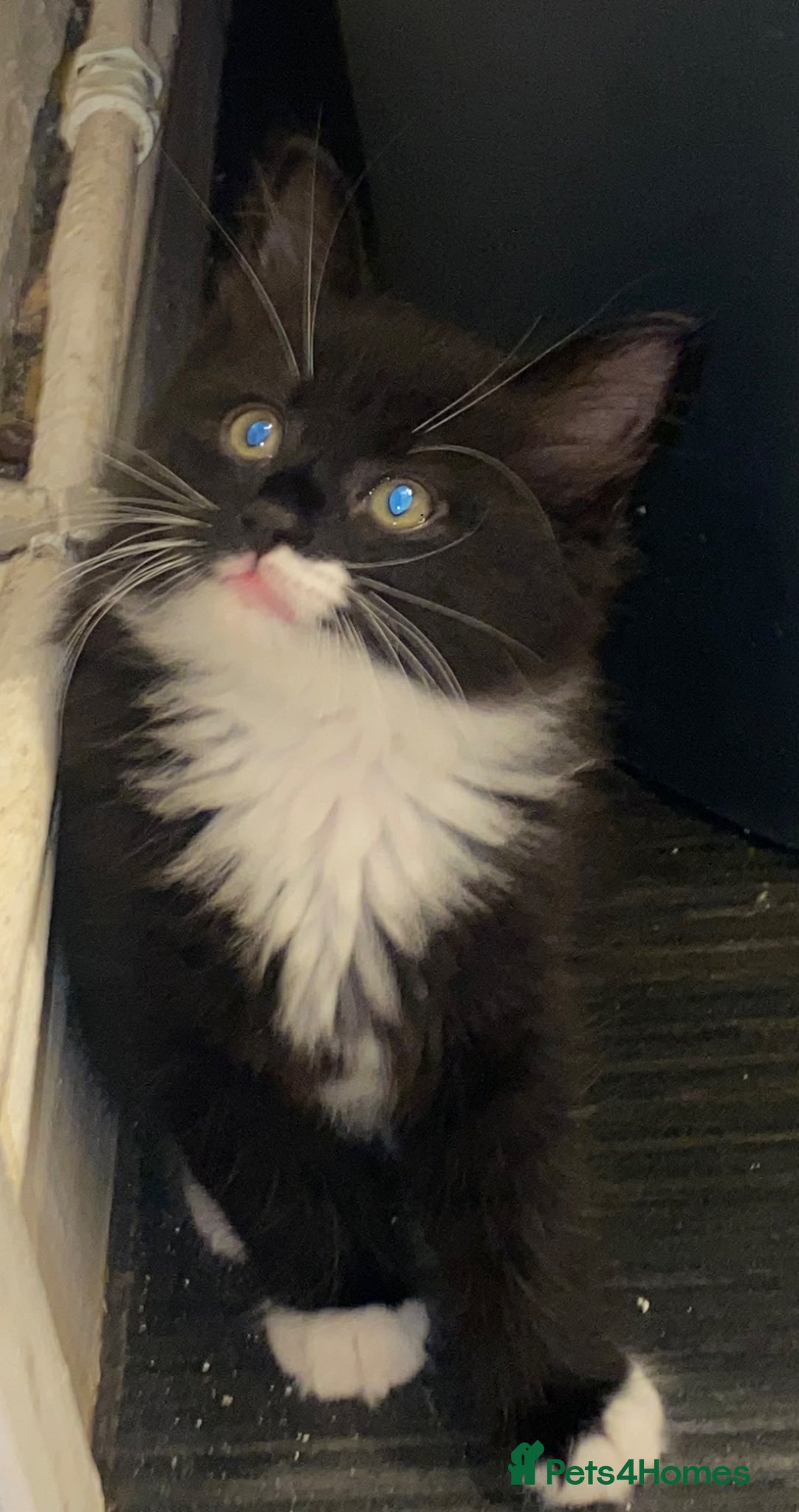 Mixed Breed Kitten 1