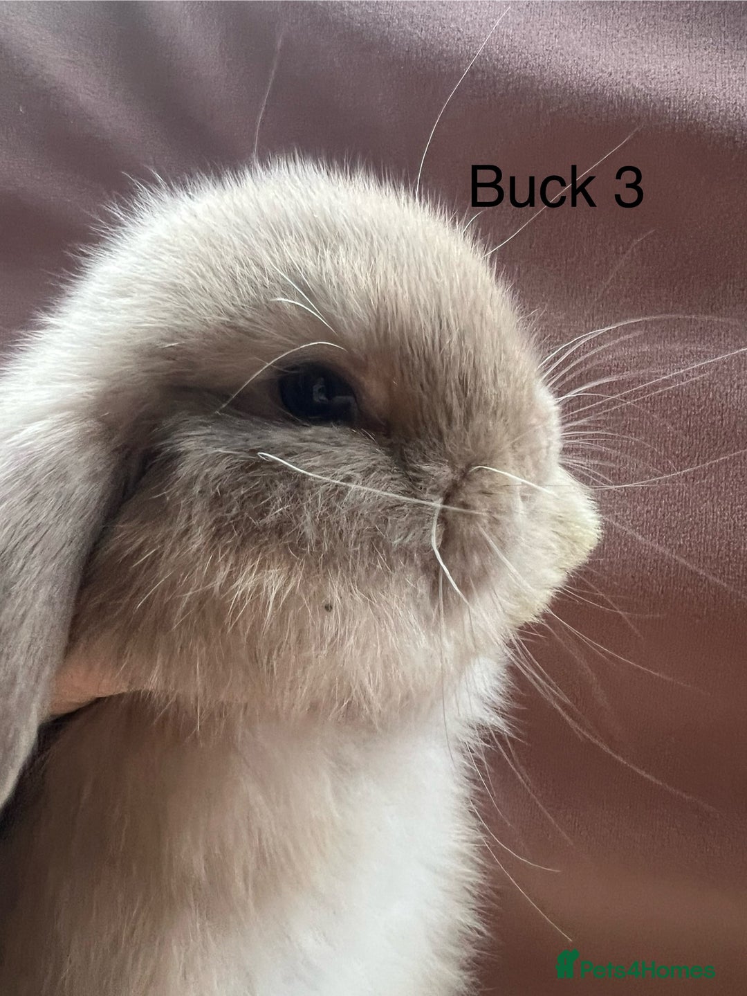 Mini Lop rabbits for sale: Gorgeous baby Mini Lops  - Advert 8