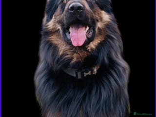 German Shepherd dogs German Shepherd Stud Long Coat straight back - Advert 2