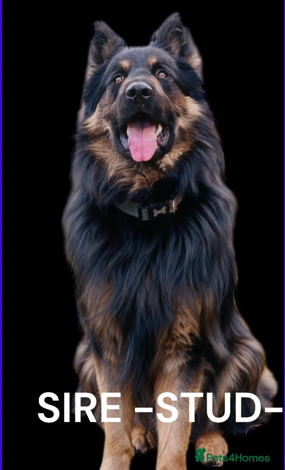 German Shepherd dogs for stud: German Shepherd Stud Long Coat straight back - Advert 1