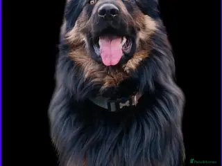 German Shepherd dogs German Shepherd Stud Long Coat straight back - Advert 2