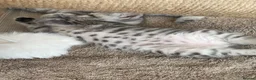 British Shorthair cats for sale: Pedigree British shorthair kittens for sale  - Advert 22