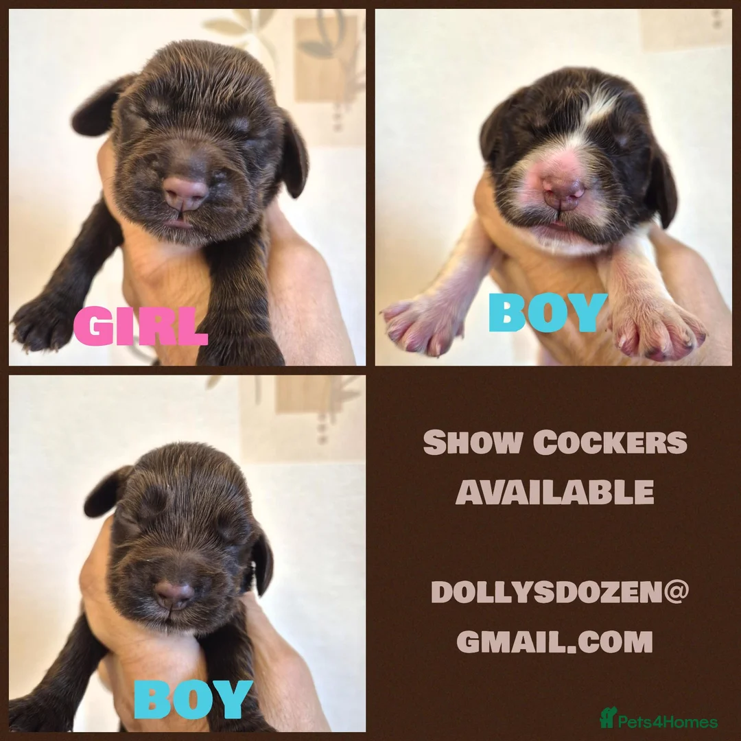 Cocker Spaniel dogs for sale: Rkc reg Show Cocker Puppies to view in March - Advert 2