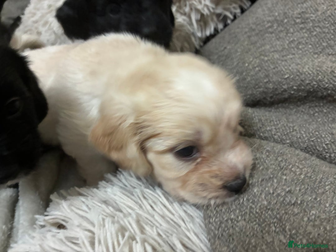 Mixed Breed dogs for sale: Adorable Cockerchons Fluffy, Low-Shed Wonders! - Image 27