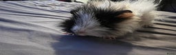 Guinea Pig rodents for sale: Female guinea pigs  - Advert 5