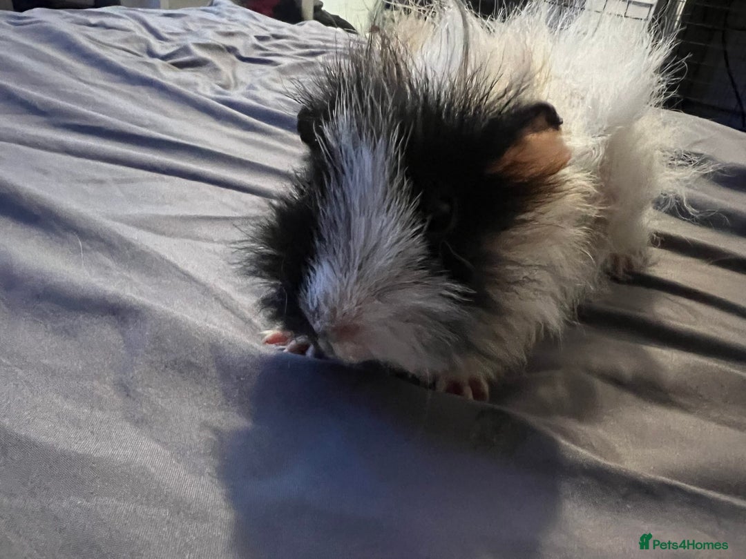 Guinea Pig rodents for sale: Female guinea pigs  - Advert 5