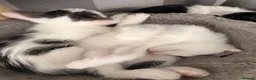 Mixed Breed cats for sale: 5 kittens ready to go - Advert 8