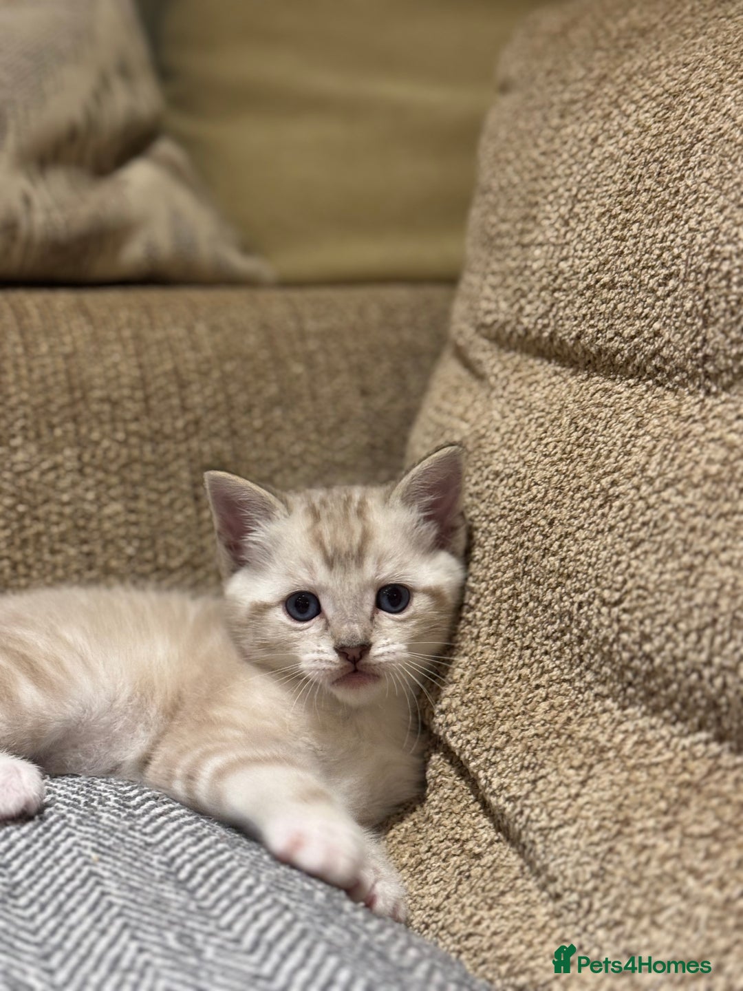 Ragdoll cats for sale: Adorable Ragdoll X Snow Bengal Kittens - Advert 26