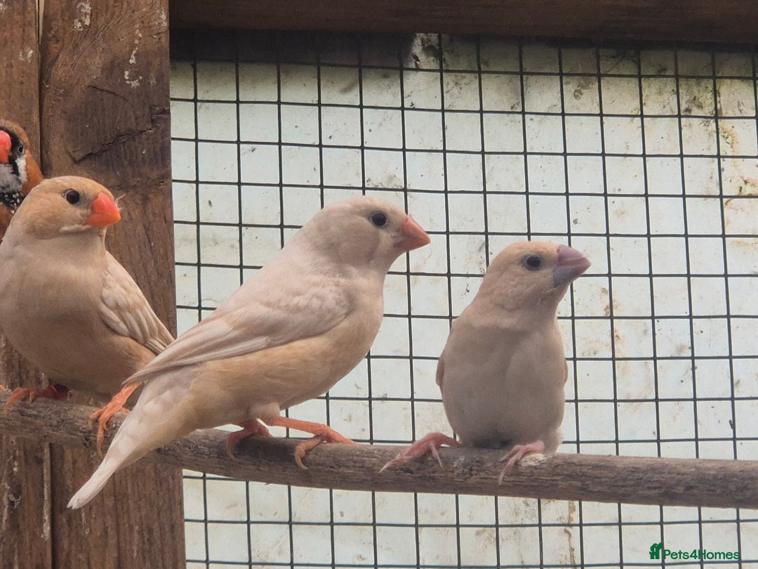 Finches birds for sale: ZEBRA FINCHES FOR SALE - Image 7