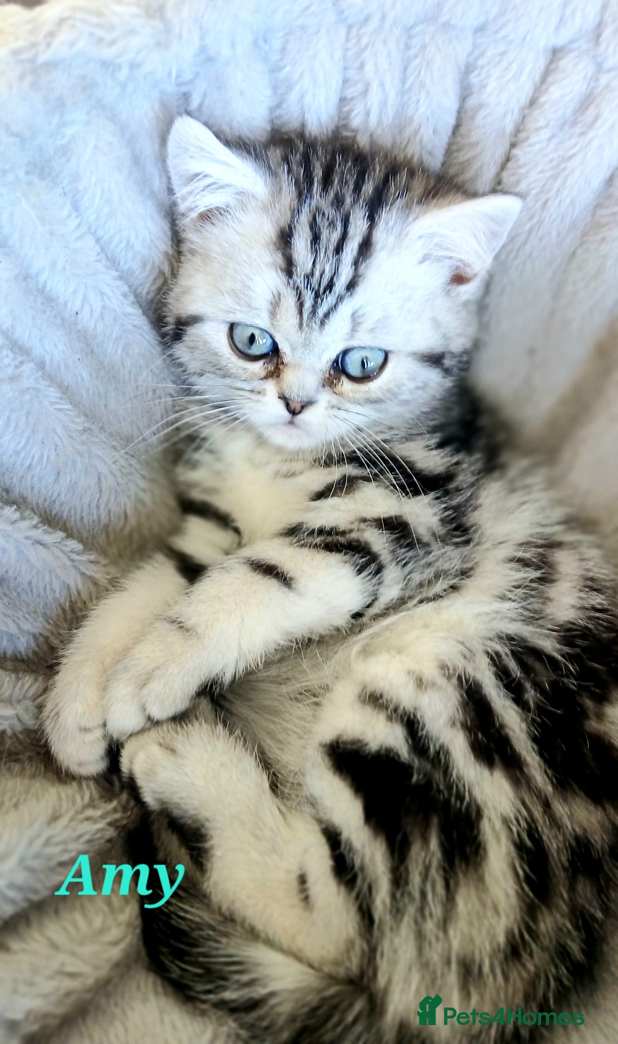 British Shorthair cats Bsh .Silver Classic Tabby. GCCF. - Advert 3