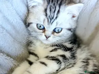 British Shorthair cats Bsh .Silver Classic Tabby. GCCF. - Advert 7