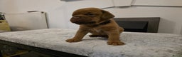 Dogue De Bordeaux dogs for sale: Dogue de bordeux puppies for sale! - Advert 13