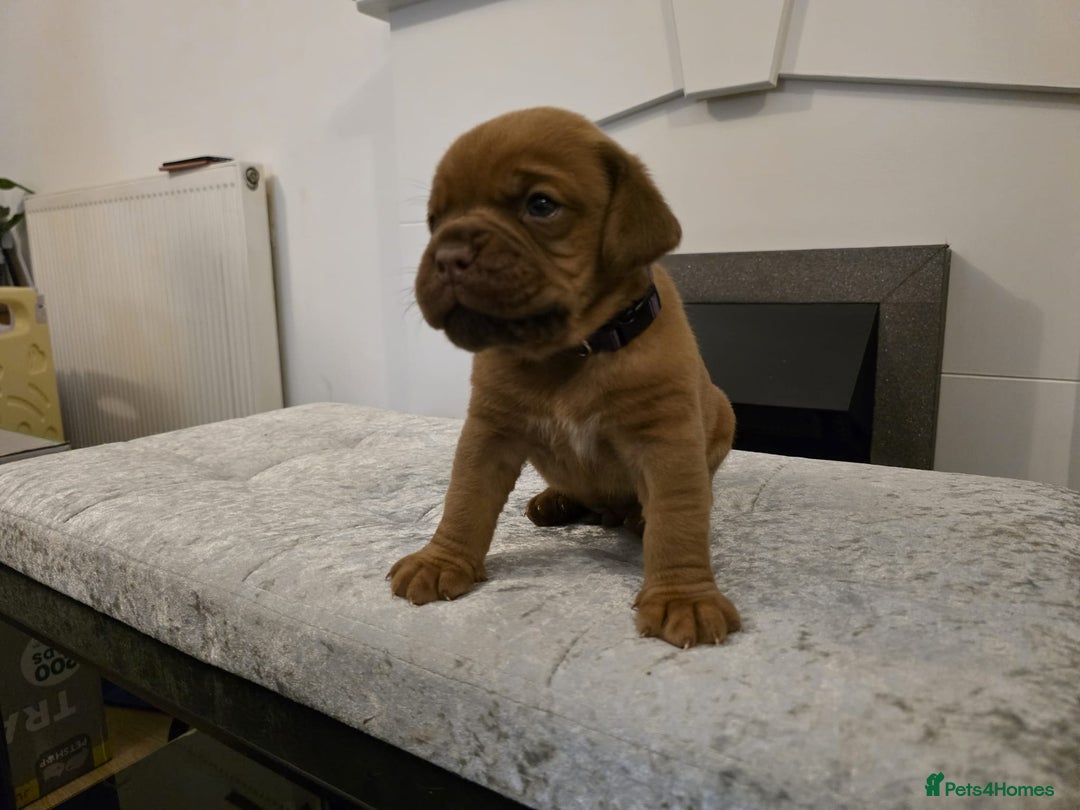 Dogue De Bordeaux dogs for sale: Dogue de bordeux puppies for sale! - Advert 13