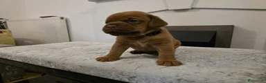 Dogue De Bordeaux Puppy 3