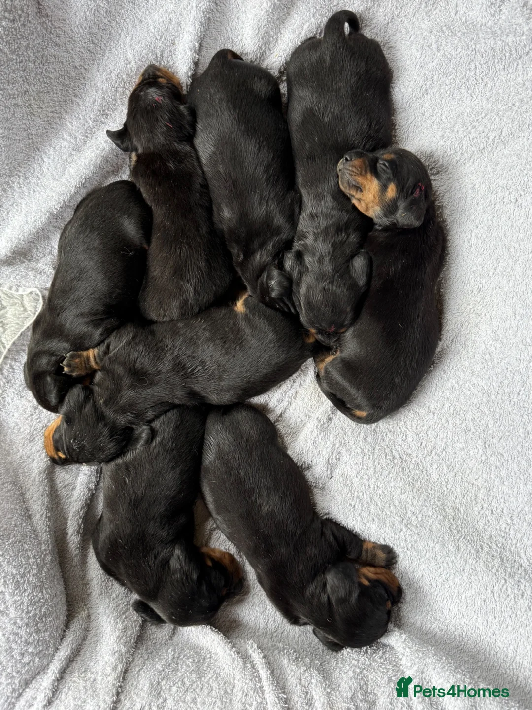 Miniature Dachshund dogs for sale: 8 smooth haired miniature dachshund puppies in Blairgowrie - Advert 3