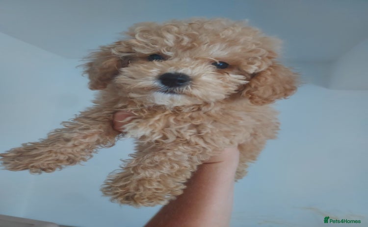 Maltipoo dogs for sale - Advert 1