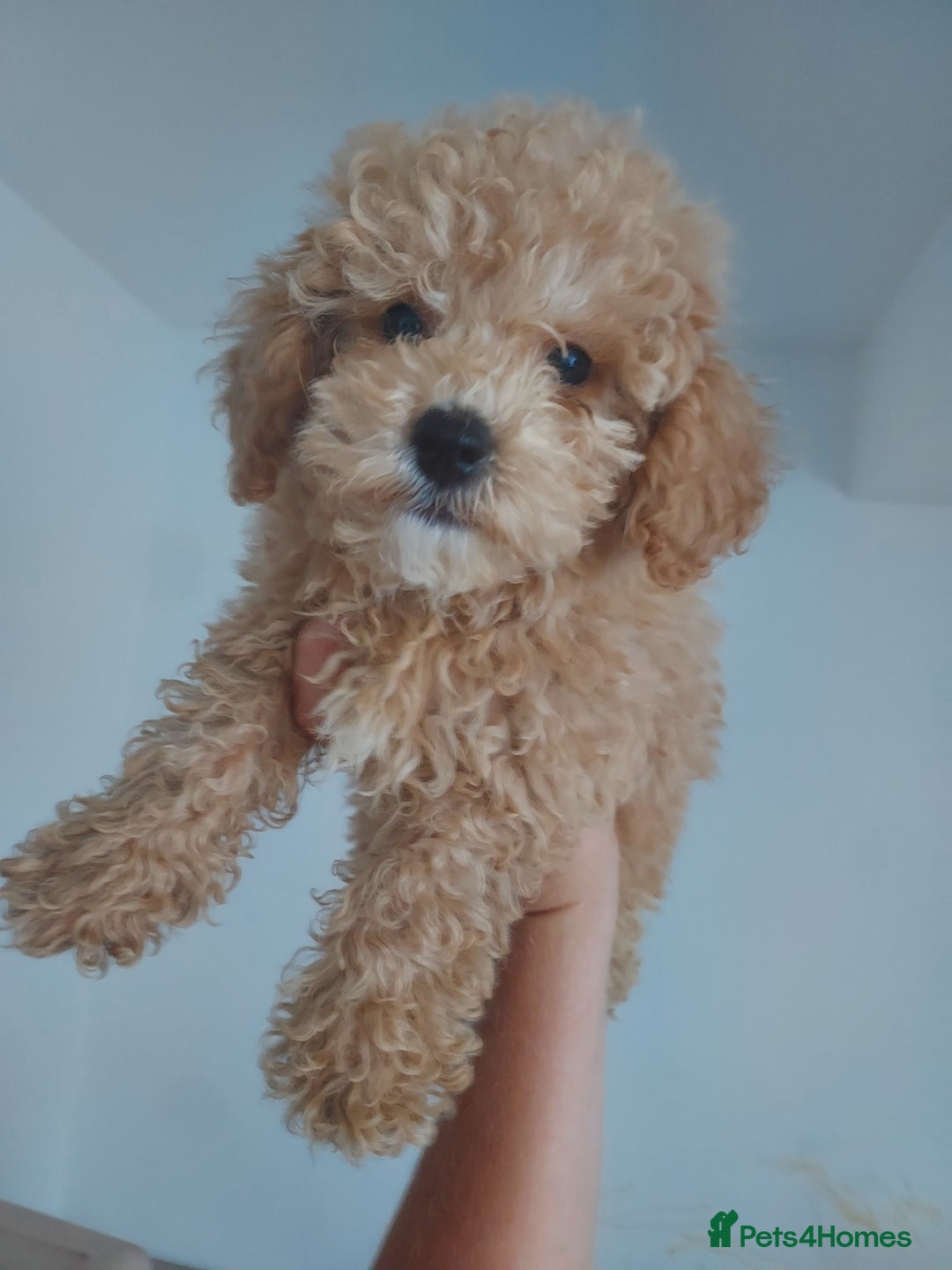 Maltipoo dogs for sale: Beautiful maltipoo puppys - Image 1