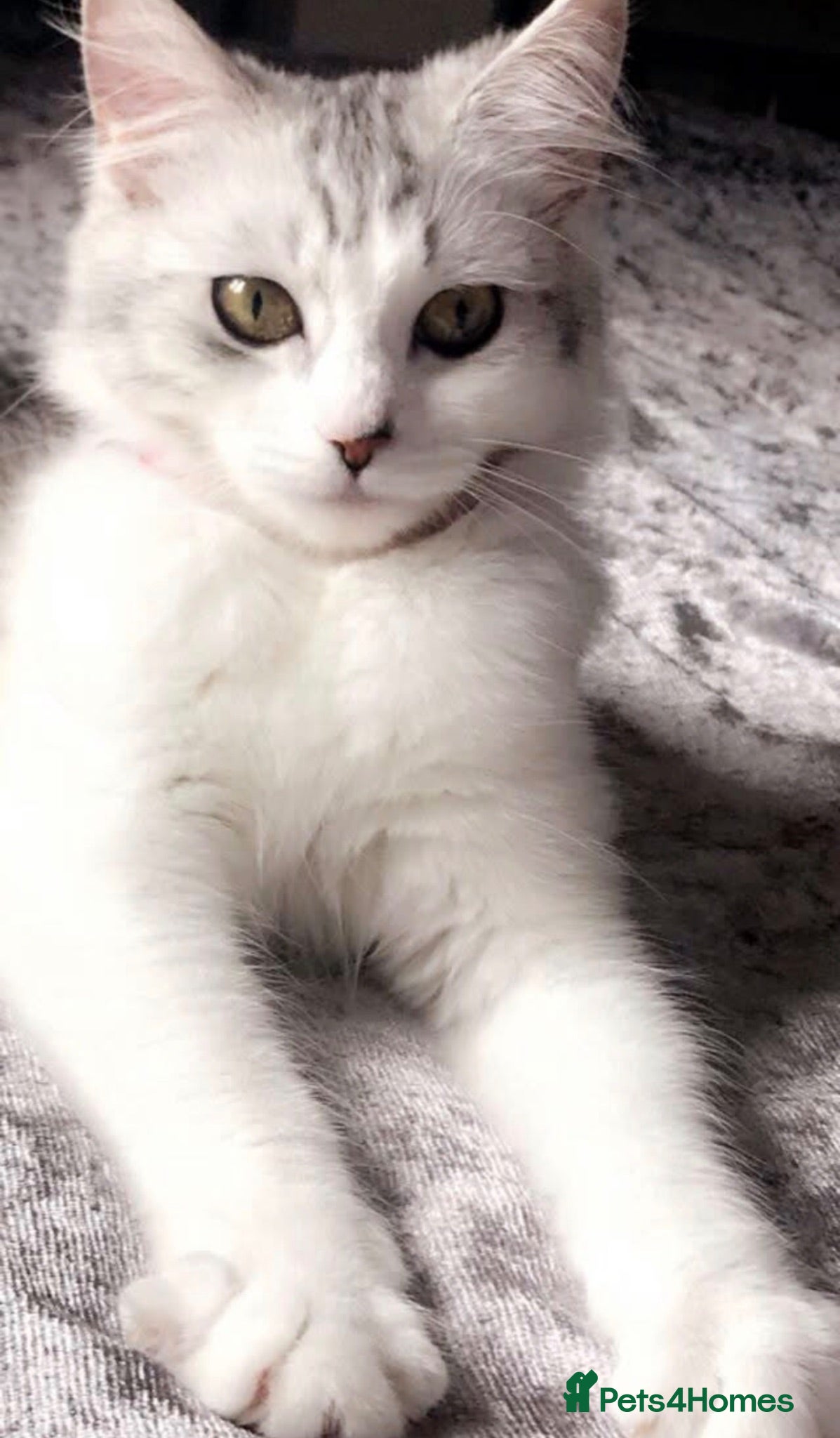 Persian cats Beautiful sweet Bella for re homing.  - Advert 2