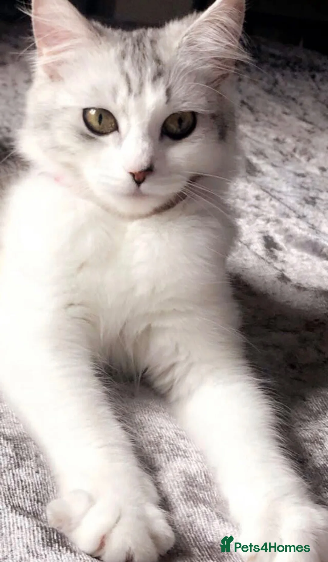 Persian cats for sale: Beautiful sweet Bella for re homing.  - Advert 1