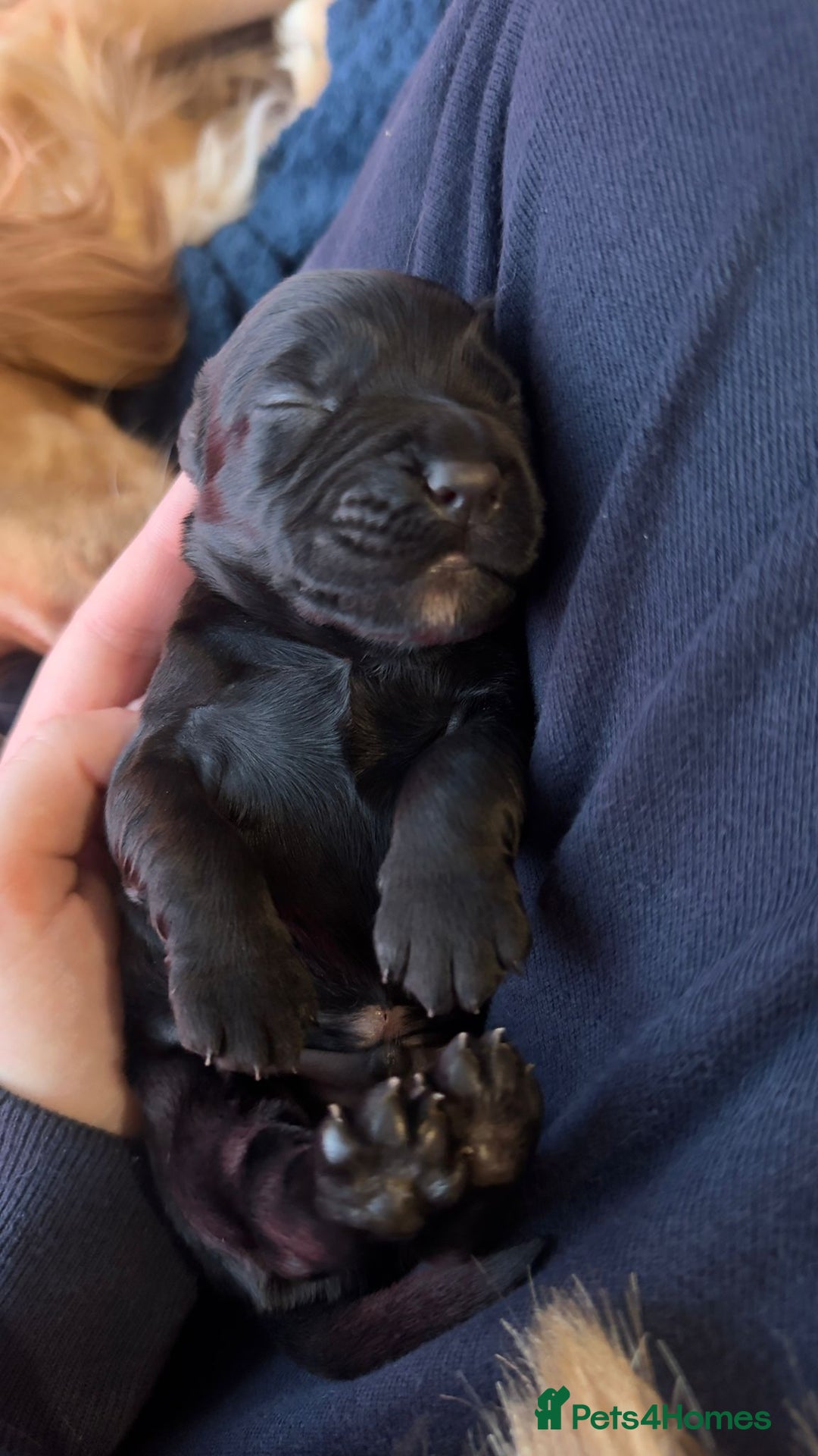 Cocker Spaniel dogs for sale: KC registered Working Cocker Spaniels puppys  - Advert 4