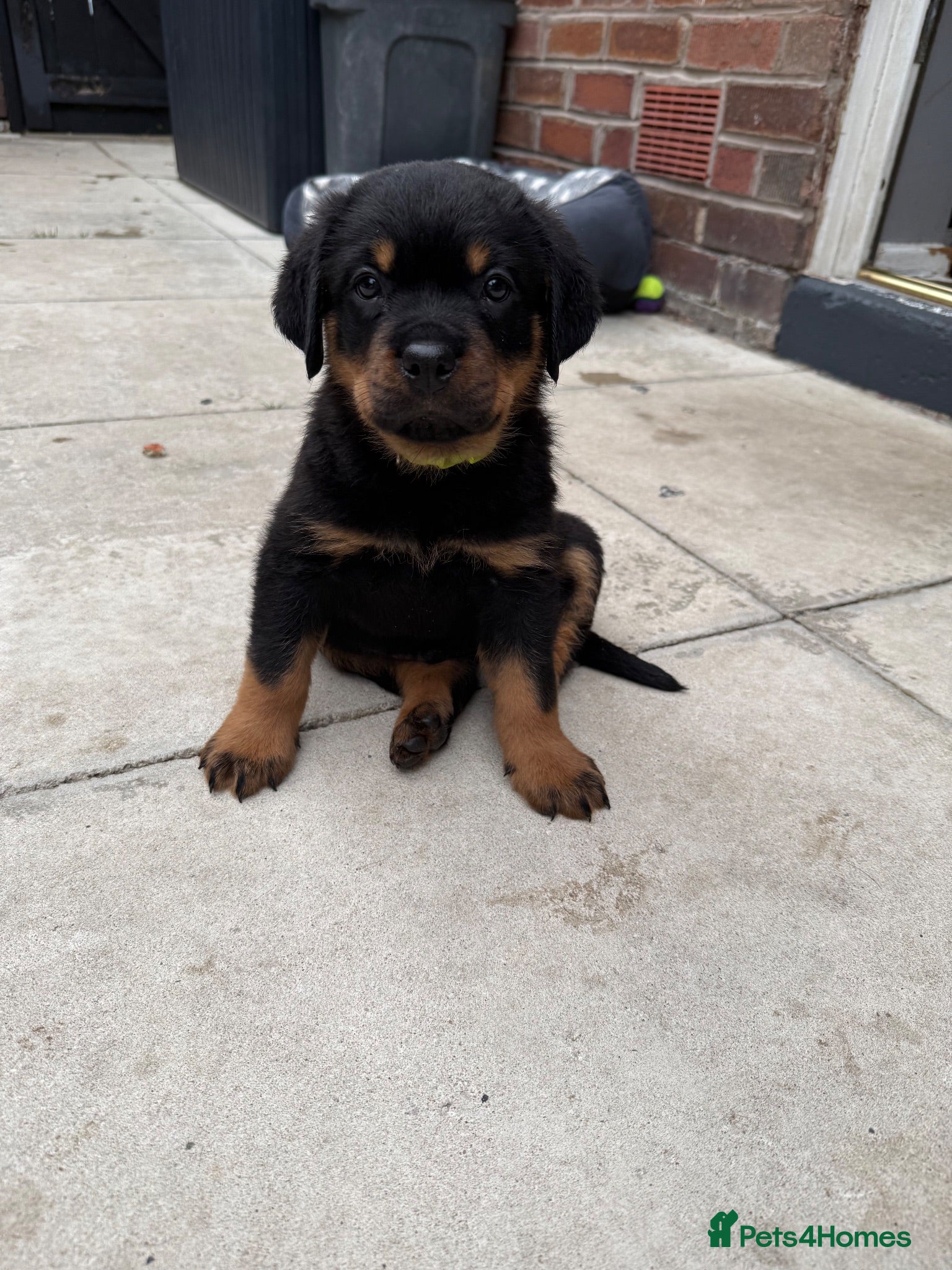 Rottweiler dogs ** 2 Left ** German Lines Chunky Rottweiler Pups - Advert 2