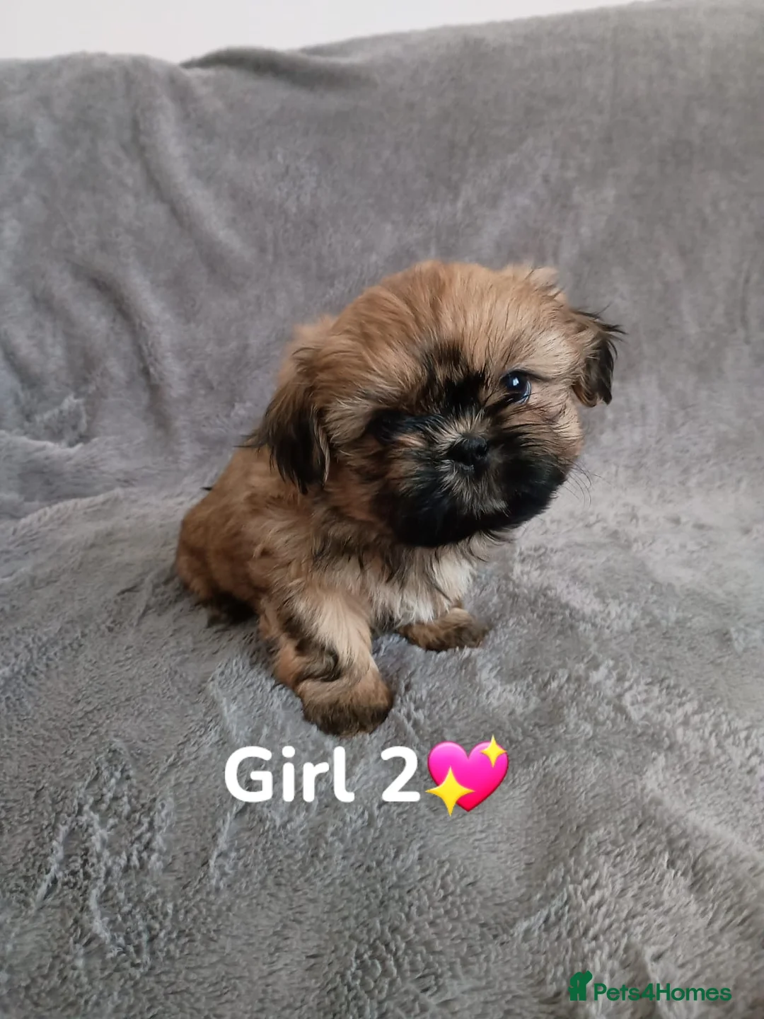 Shih Tzu dogs for sale: 🐾🐶Shih-Tzu puppies for sale🐶🐾 - Advert 6