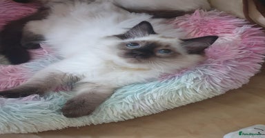 Ragdoll cats in Lancaster - Advert 7