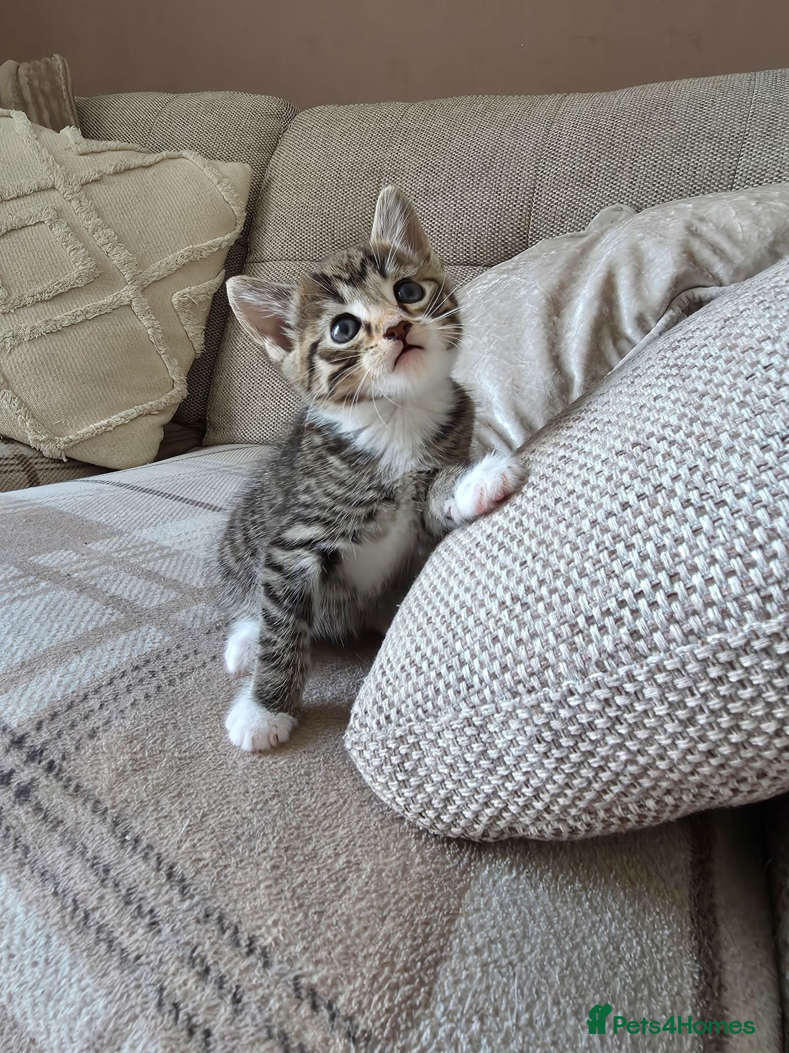 Mixed Breed cats 4 adorable, cuddly kittens  - Advert 1
