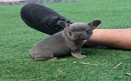 French Bulldog dogs for sale: Reduced! French bulldog male puppy  - Image 16