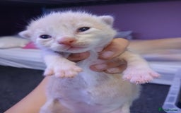 British Shorthair cats for sale: Two beautiful male kittens for sale! - Image 2