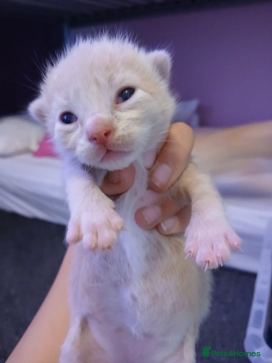 British Shorthair cats for sale: Two beautiful male kittens for sale! - Image 2