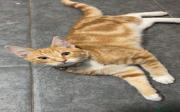 Mixed Breed cats for sale: Ginger male kitten - Image 5