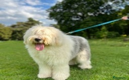 Old English Sheepdog dogs for stud: Stud KC Old English Sheepdog in Peterborough - Image 7