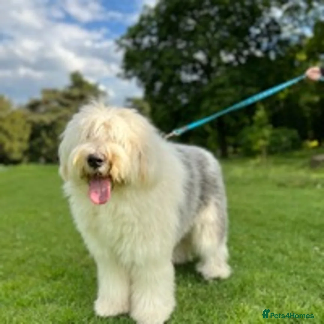 Old English Sheepdog dogs for stud: Stud KC Old English Sheepdog in Peterborough - Advert 7