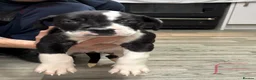 Mixed Breed dogs for sale: American bulldog x Presa canario puppy’s  in Birmingham - Advert 7