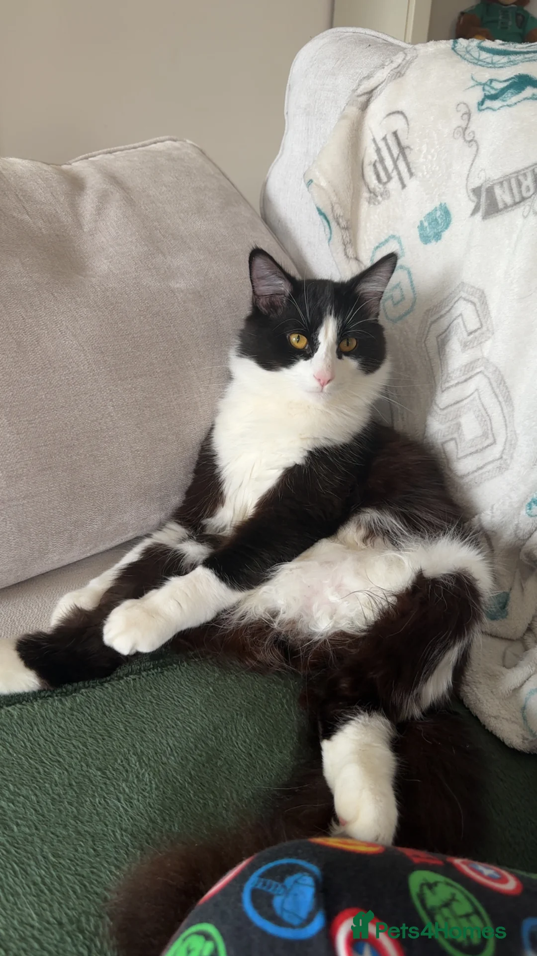 British Longhair cats for sale: Tuxedo male for sale (indoor cat) - Advert 2