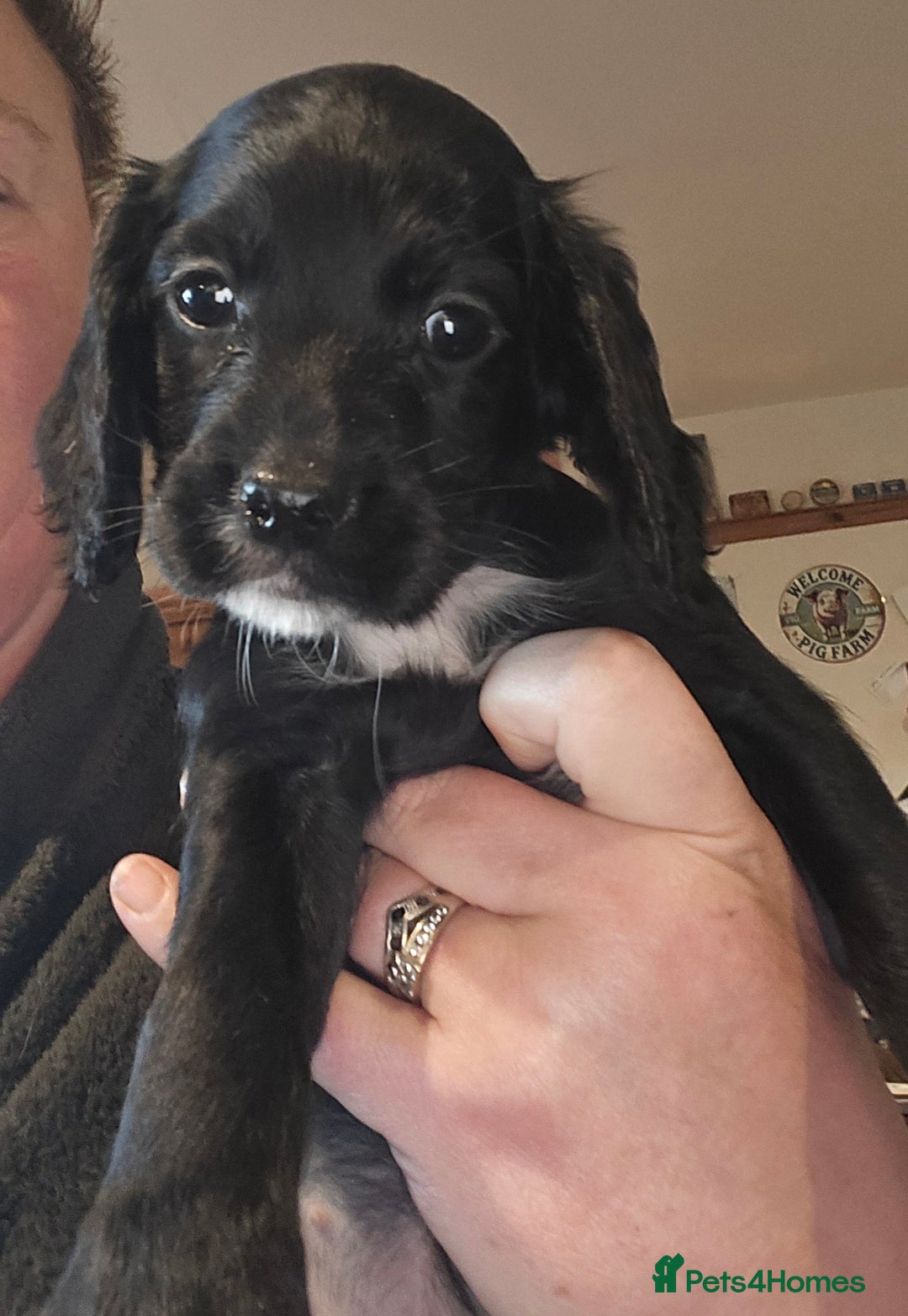 Cocker Spaniel dogs for sale: KC REGISTERED COCKER SPANIEL WORKING LINE PUPS  - Image 5
