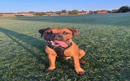 Mixed Breed dogs for sale: ❤️Loving Home Wanted for our Beloved Diego❤️ - Image 11