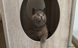 British Shorthair cats for sale: Silver tabby/blue British shorthair kittens - Image 7