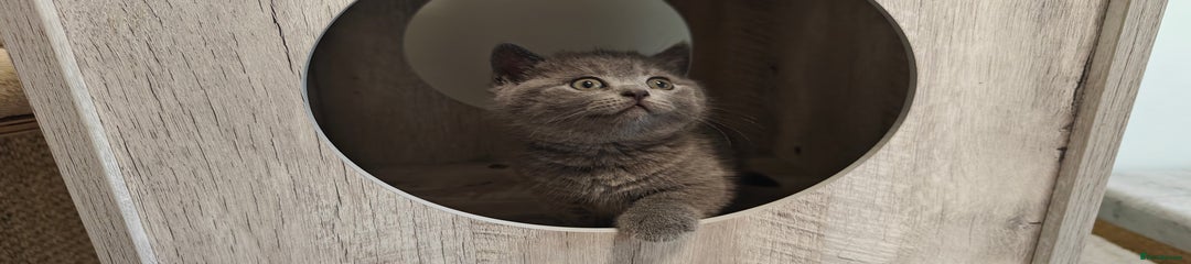 British Shorthair Kitten no collar 