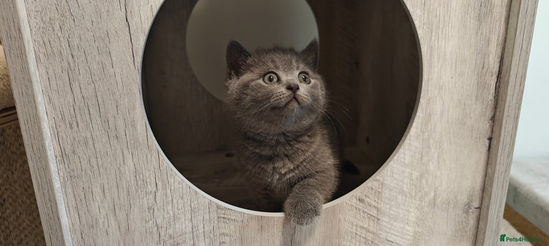 British Shorthair cats for sale: Silver tabby/blue British shorthair kittens - Image 7