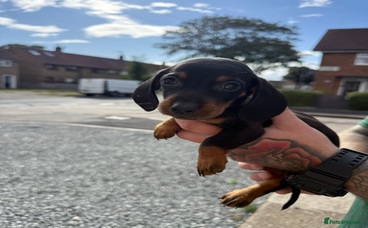 Miniature Dachshund dogs - Advert 4