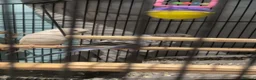 Budgerigars birds for sale: Pair of budgies  in High Wycombe - Advert 4