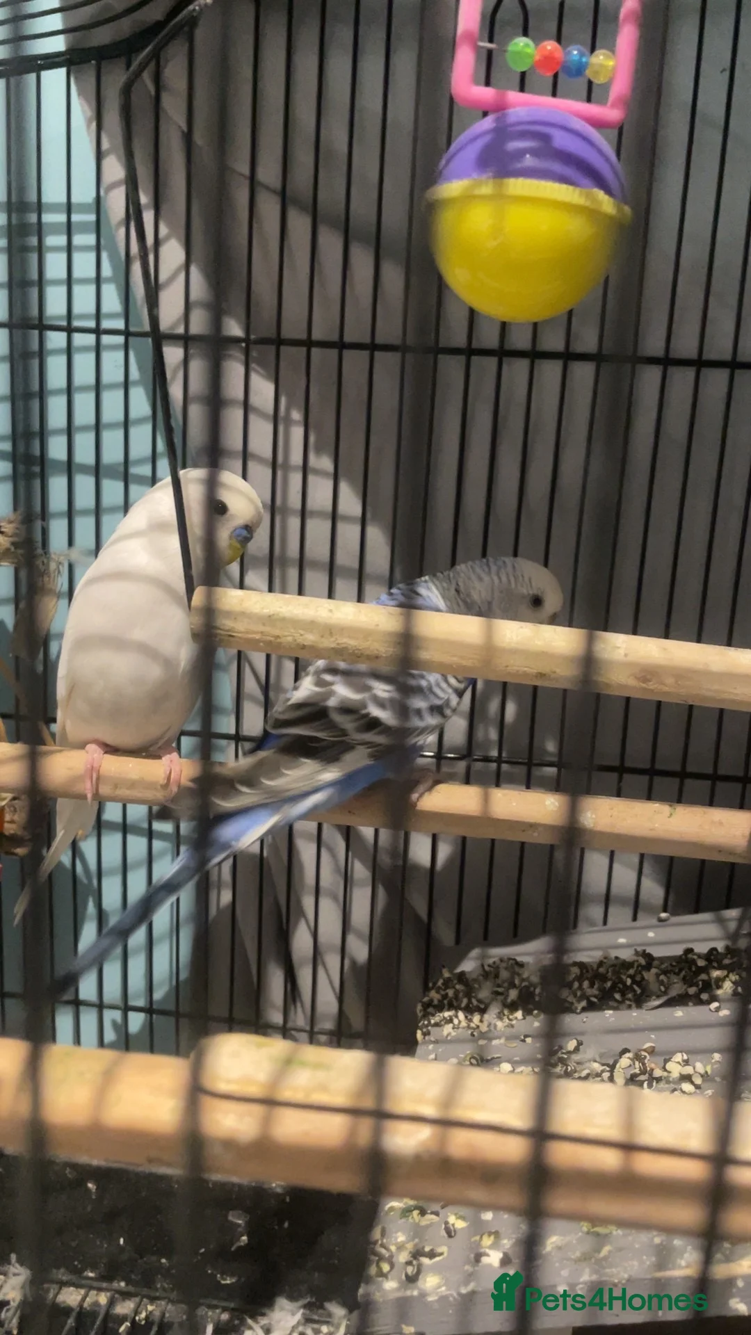 Budgerigars birds for sale: Pair of budgies  in High Wycombe - Advert 4