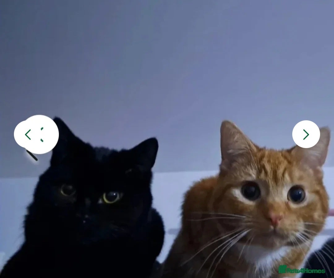 Mixed Breed cats Gizmo and Ash  - Advert 5