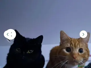 Mixed Breed cats Gizmo and Ash - Advert 19