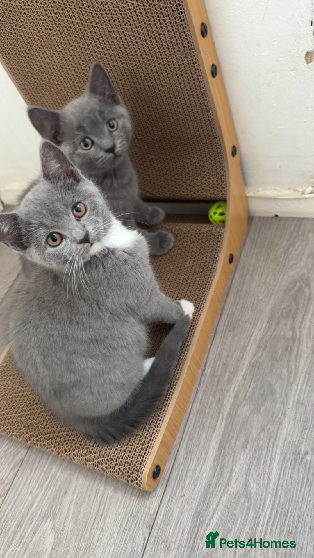 British Shorthair cats Stunning British Blue shorthairs ♥️ - Advert 1
