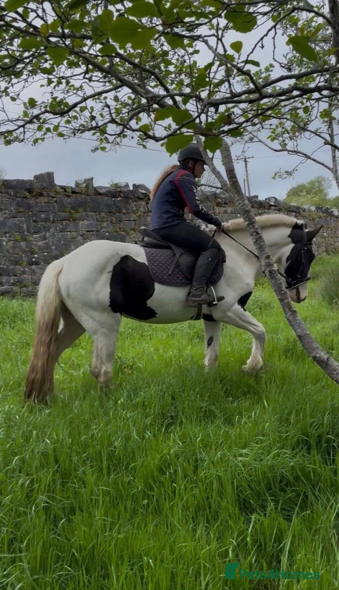 Irish Cob horses Beautiful Two Mare ponies for sale  - Advert 1